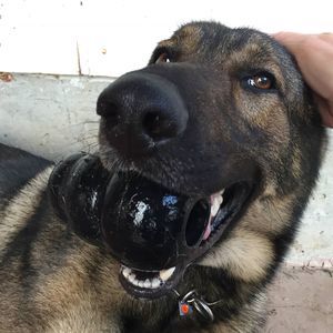 Meet your Posher, Bodie